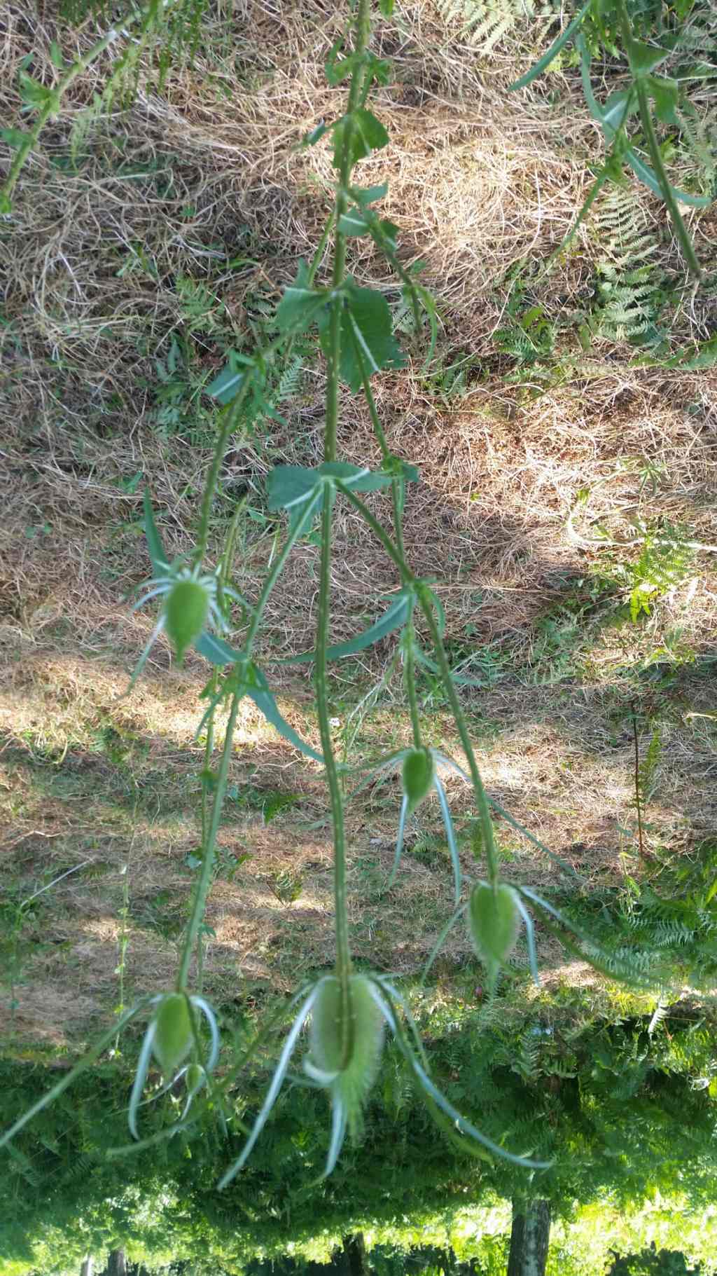 Dipsacus fullonum L. (Asteraceae)